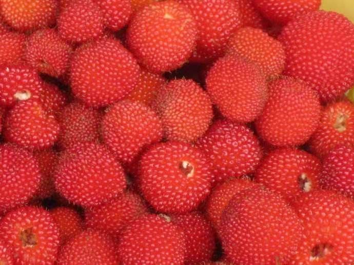 红树莓苗  空心莓山莓实生苗